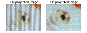 Photograph used to demonstrate the DLP advantage. This digitized photograph of a parrot was used to demonstrate the seamless, filmlike DLP picture advantage detailed in Figures19a and b.