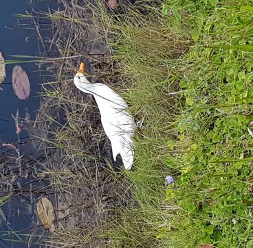 Nuus van die inwoners / News from the residents Mother Goose A new resident visited the lower dam recently. Delana le Roux from Berghaan 22 captured the moment.