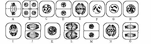 41) a) Na figura aparecen tres células anafásicas (A, B e C) dunha especie animal con 2n=6 cromosomas. en que división se atopa cada unha delas (mitose, 1ª división meiótica, 2ª división meiótica)?