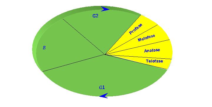 b) Representa a anafase da mitose, nomeando as principais estructuras que aparecen en dita fase. c) Que tipo de división celular ocorre na gametoxénese?