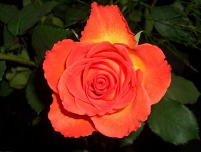 An ideal example of this concept is found in the rose s petals, which unfold along the golden mean ratio and are fractal, meaning that they are capable of attracting charge inward towards the centre