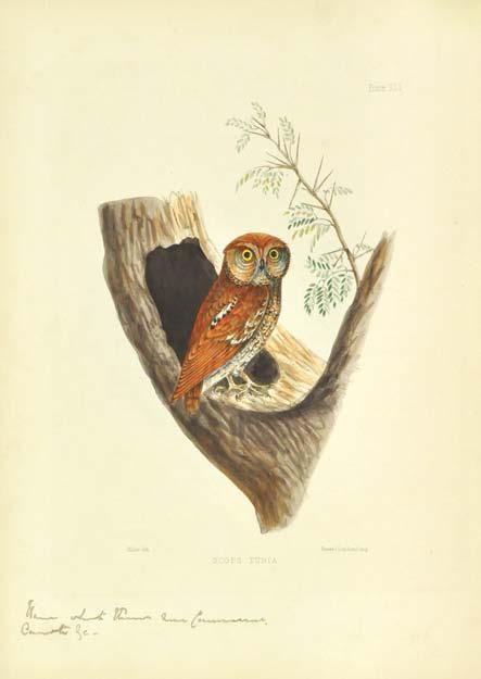 65. JERDON, Thomas Caverhill. Illustrations of Indian Ornithology, containing fifty figures of new, unfigured and interesting species of birds, chiefly from the south of India. P.R. Hunt, American Mission Press, Madras, 1847.