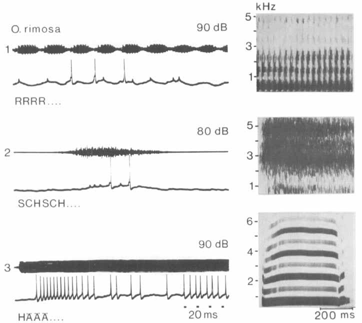 36 F. Huber, D. W. Wohlers and T. E. Moore identified interneurone of 0.rirnosa female responded to clicks, tones (Fig. 7, 1) and to conspecific calling and courtship songs (Fig. 7, 2).