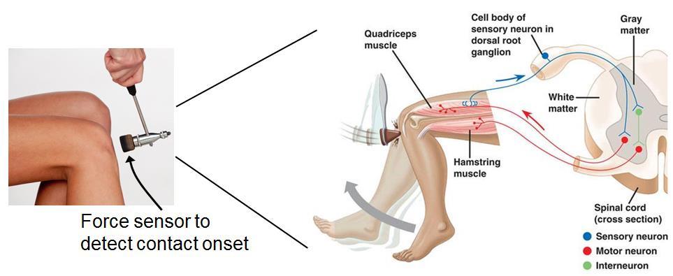 21 Measuring reflexes There are 2 broad ways of testing reflex function: stretch reflexes, which are elicited using a mechanical stimulus such as a fast joint rotation, and H-reflexes, which are