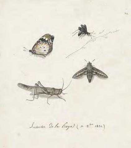 Insects by a Freycinet artist 103. [FREYCINET] TAUNAY, Adrien Aimé. Watercolour Insectes de la Praya (11 X.bre 1820).