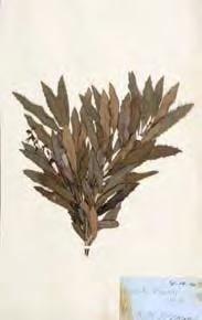 Including a waratah collected in the Southern Highlands in 1845 111. [HERBARIUM] JAUBERT, Hippolyte.