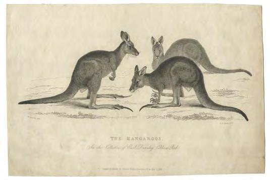 William Bligh s kangaroos 116. [KANGAROO] PANORMO, W. (engraved after). The Kangaroos in the Collection of Earl Darnley, Cobham Park. Engraving, 175 x 265 mm.