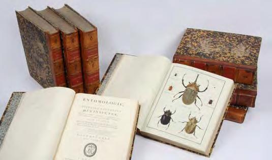 Australian insects collected by Banks and Labillardiere 149. OLIVIER, Guillaume Antoine. Entomologie ou histoire naturelle des insectes.