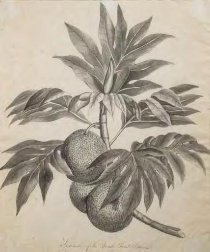 The cause of it all 15. [BLIGH] MILLER, John Frederick (engraver, by or after?), perhaps deriving from a drawing by Sydney PARKINSON. Specimen of the Bread Fruit Tree.