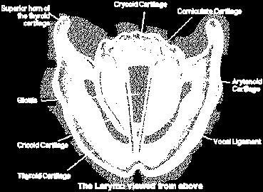 Thyroid Cartilage: a shield likestructure that houses and protects the vocal folds Cricoid Cartilage: a ring of cartilage attached to the top of the Trachea Arytenoid Cartilage: a pair of triangular