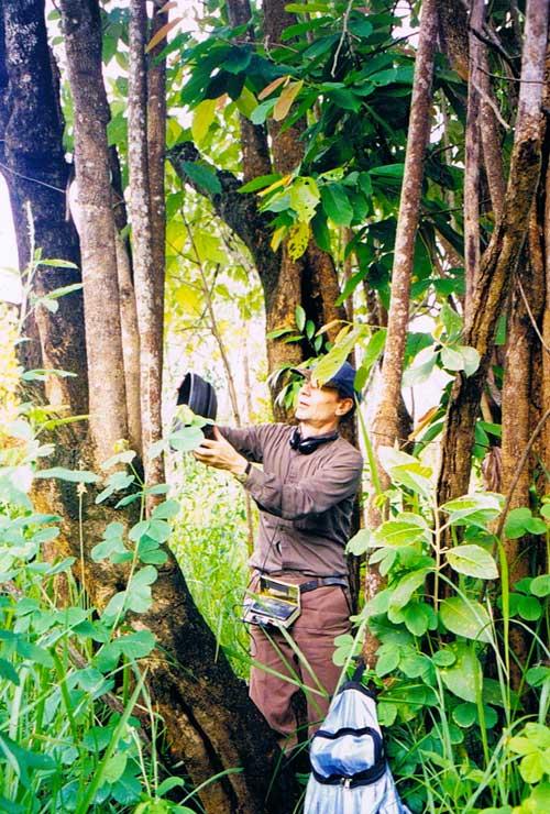 Björn Merker: neuroscientist/zoömusicologist Björn Merker recording Siamangs (black gibbons) in Aceh, located on the northern tip of the island of Sumatra in Indonesia.