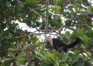 Composing captions a) monkey playing in the tree canopy, Monte Verde in the rain forest b) capuchin monkey in front of my window c) monkey spotted