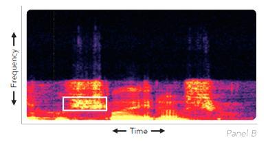Frequency Lowering and Tinnitus