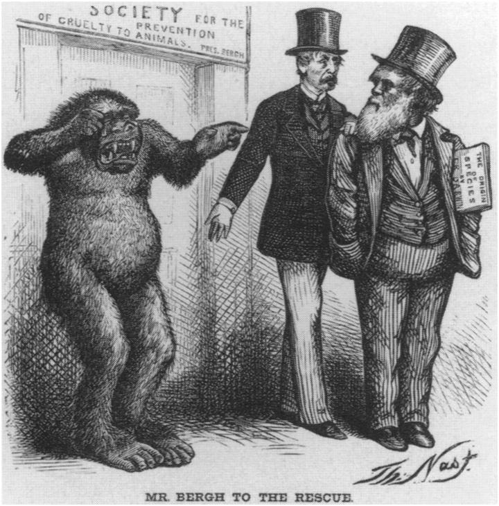 ^r^.i~t???. g MR BERGH TO TEE RESCUE. FIGURE 2. Thomas Nast, the crusading American cartoonist, contributed several politicised gorilla sketches to Harper's Weekly during the 1870s.