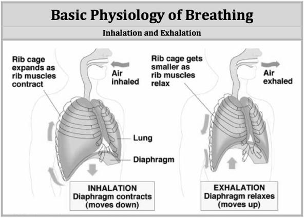 Three areas of psychomotor development Breath motion Inhalation Suspension Exhalation Recovery