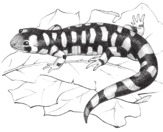 Genre Study Informational Text: Persuasive and Expository Barred Owl Barrel Cactus Barred Tiger Salamander The barred tiger salamander is the largest salamander that lives on land.