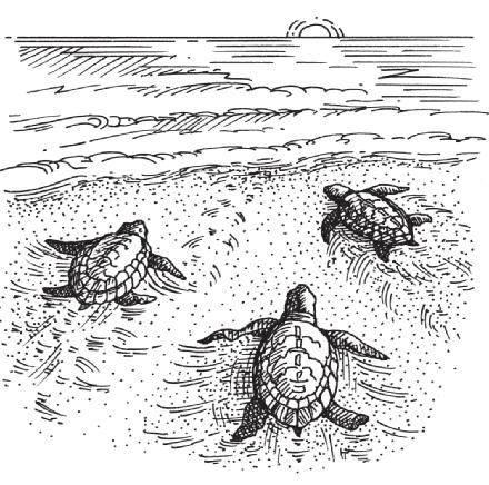 Genre Study Poetry The Sea Turtles of South Padre Island Tiny turtles along the beach Rushing toward water out of reach. Hatched from eggs buried in the sand, The baby turtles must leave land.