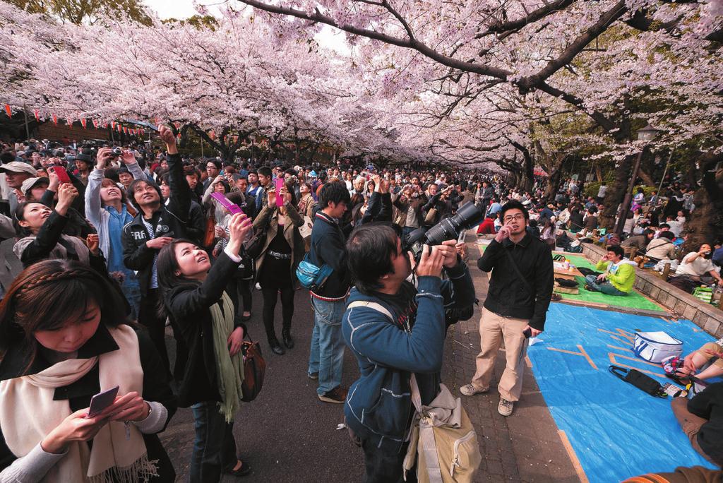 Example Paragraph 30 Hanami Hanami is a very popular Japanese tradition. Every spring, thousands of cherry trees bloom all over Japan.
