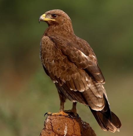 Did you notice the awesome shadow cast of the Indian spotted eagle during the performance of The Jungle Book? Conduct a research project to learn more about this spectacular bird.