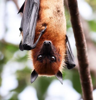 This particular species of bat looks like a cute little fox, but has long black bat wings! Look below for some interesting facts about this fantastic creature!
