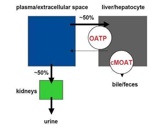Primovist (Gadolinium EOB DTPA) Uptake by hepatocyte and excrete via billiary system Hepatocyte specific CM Combination of dynamic vascular phase and