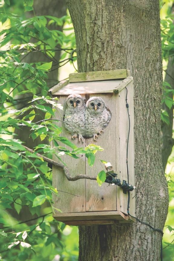 and what to look for when choosing a bird house.
