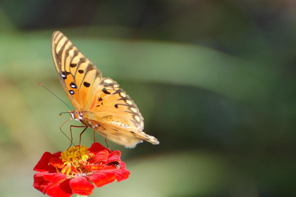 Visit the Nunan Butterfly Garden