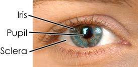 Eye Anatomy From