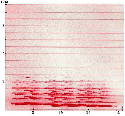 The following spectrograms, show the complementary nature of the serpent and the singers in the deep harmonic