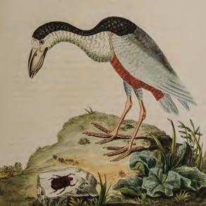 With Fifty Fine Hand-Colored Engraved Plates Including Forty-Two of Birds BROWN, Pierre (Peter). Nouvelles Illustrations de Zoologie... New Illustrations of Zoology.