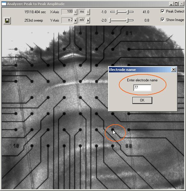 6.7 Aligning the Data Traces to a Slice Picture Long Term Potentiation (LTP) You can load a digital photograph of the acute slice as a background picture and align the signals to the electrodes and