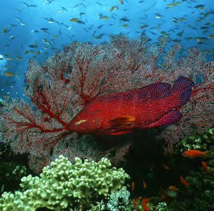 Filled with millions of unique and wondrous plants and animals, oceans provide food for much of the earth s population.
