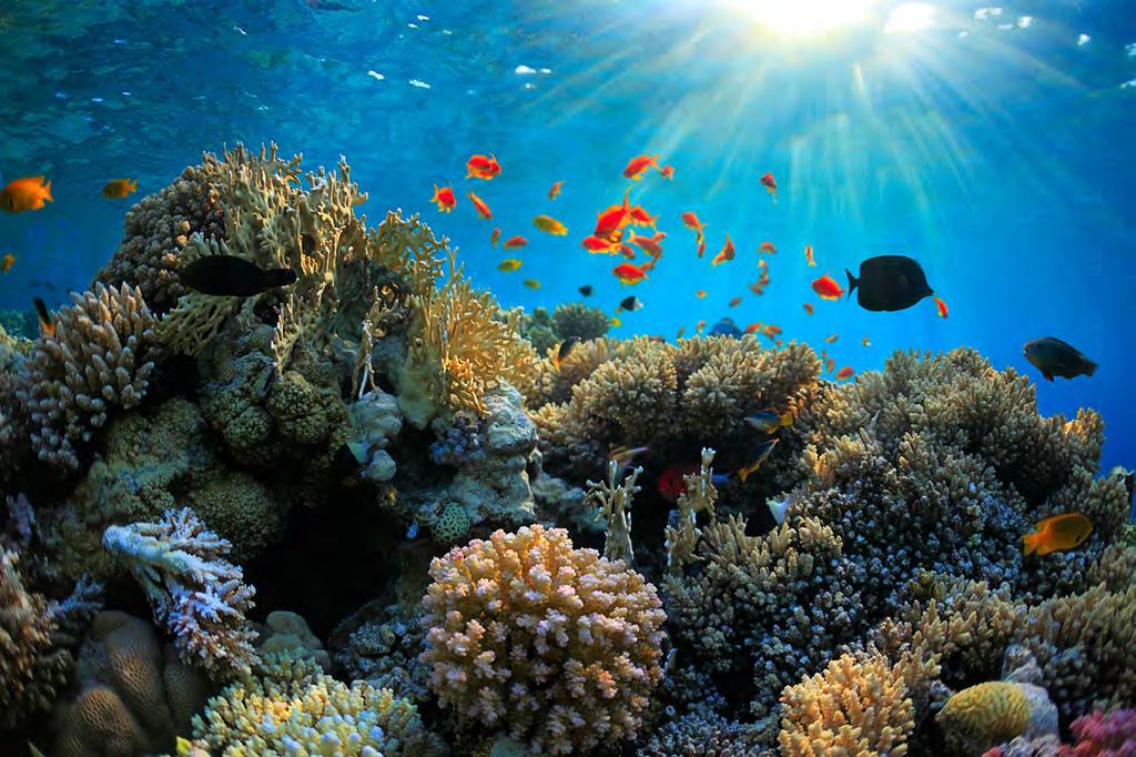 Coral reefs are home to about 25% of marine life! Coral Reefs One place that fish live together is a coral reef.