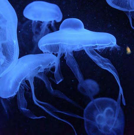 Most jellyfish live less than one year, and some of the smallest may live only a few days. Some jellyfish have millions of very small stinging cells in their tentacle.