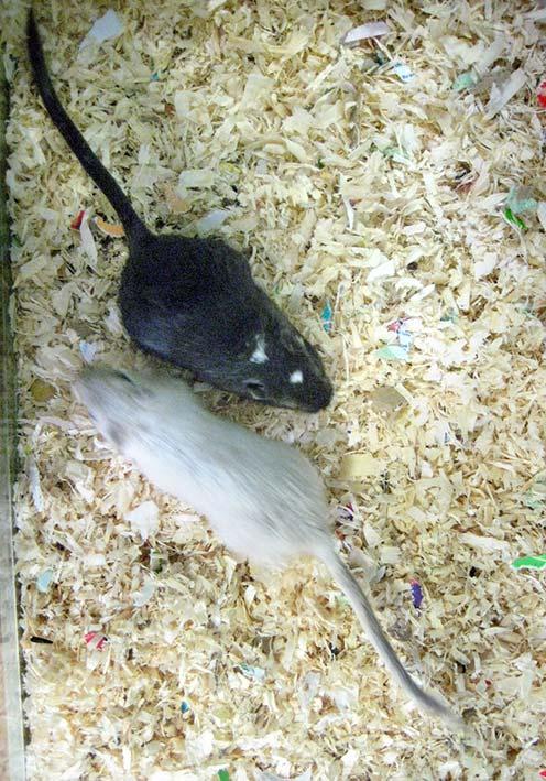 At Crossgates, we have two gerbils called Milly and Pip. Milly is black and Pip is white.