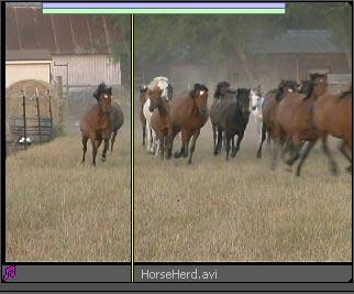 NOTE MareFoal.avi was Batch Captured so it retained its timecode from its original tape. Therefore this clip begins at 00:11:15:24. (For more information on timecode, see Chapter 11.