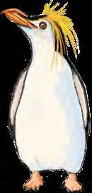 Penguins spend a lot of their time in the water but come onto ice or land to lay eggs and raise