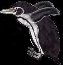 Penguin bills or beaks are used to catch and eat food and to defend themselves and  They don t