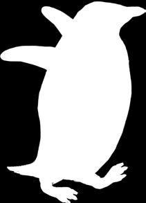 Penguins have light chests and dark backs to hide (a type of camouflage called countershading)