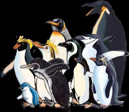 type of penguin inches centimeters Adelie penguin 20 51 African penguin 27 69 Chinstrap penguin 29 74 Emperor penguin 42 107 (1.
