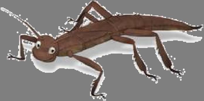 The Story of Sid Sid was a stick insect. He was long, thin and brown, and looked very much like a twig with legs.