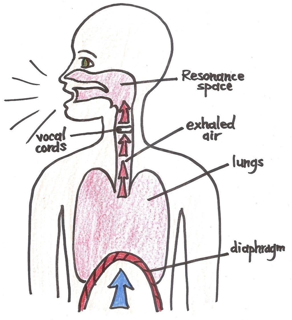 Beginning Concepts HOW YOUR VOICE WORKS When you sing or speak, your diaphragm pushes upwards on your lungs, causing air to be expelled from your lungs.