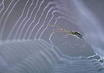 TOOTH, TOOTHI VAN, VANI WEB, WEBI This spider is making a.
