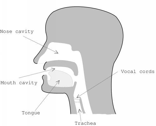 $ The vocal cords, however, are only part of the story in speech production. The nasal cavity, mouth, tongue, and trachea all affect the various sounds humans are able to produce.