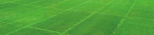 Amestecurile de seminţe de gazon ProSelect Amestecurile de seminţe din gama ProSelect au fost special create pentru terenuri de golf, arene sportive, producerea rulourior de gazon şi pentru amenajări