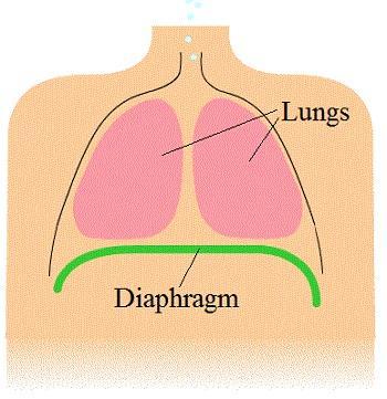 Vocabulary Diaphragm: A dome-shaped sheet of muscular tissue extending across the body below the chest cavity and separating the lungs and heart from the abdomen. It plays a major role in breathing.