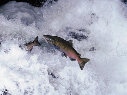 6 A Safety Net for Salmon TOM & PAT LEESON/NATIONAL AUDUBON SOCIETY/PHOTO RESEARCHERS 6 P acific salmon have a wonderful childhood. They wiggle around in cool creeks with their brothers and sisters.
