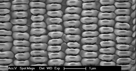 02 0 deg 45 deg 90 deg 135 deg 0-100 -50 0 50 100 Figure 10: (a) (c) Scanning electron micrographs of GaN LED surfaces after nano-scale patterning. 3 different pattern pitches were fabricated.