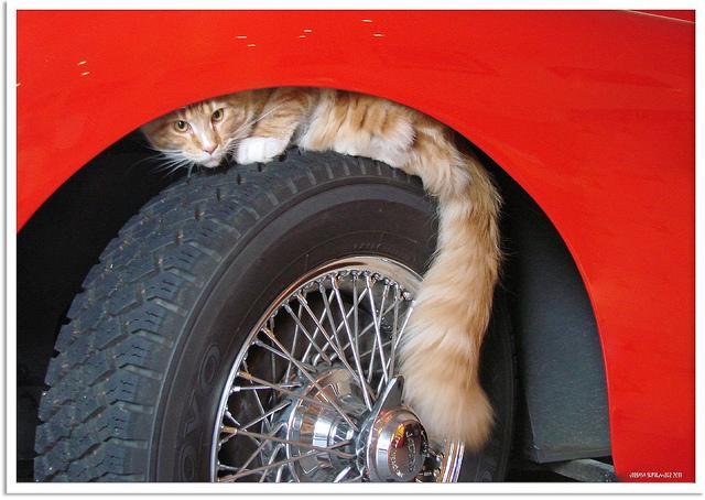 FOIL Dataset : Sample Sample Generated Example 1. 2. An orange cat hiding on the wheel of a red car. A cat sitting on a wheel of a vehicle.