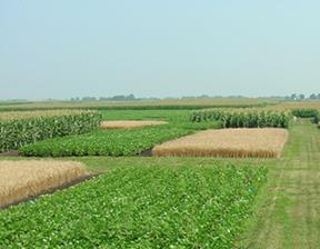 Three-field crop rotation allows for the
